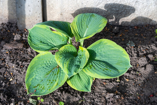f a vibrant green and yellow variegated hosta plant growing in dark soil, with water droplets on its broad leaves and a crisp shadow cast against a light concrete border.
