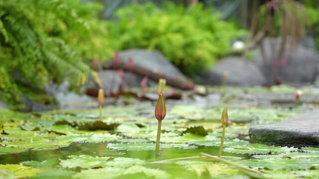 Fresh lotus buds emerge from the green water. Lush lotus leaves float on the calm surface, creating a peaceful garden atmosphere. Trees in the background add a soft, natural depth.