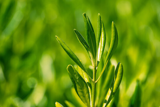 Macro of young shoot of Japanese spindle, Euonymus japonicus, with fresh green leaves under sunlight showing natural texture and vitality of ornamental plant in Montefeltro, Marche, Italy