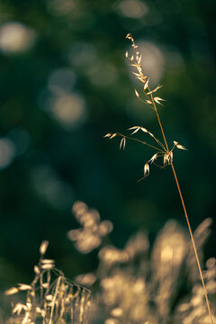 Wild oat stem, Avena fatua, with hanging spikelets glowing in warm backlight against a dark blurred field showing delicate texture, and summer atmosphere of rural landscape in Marche, Italy