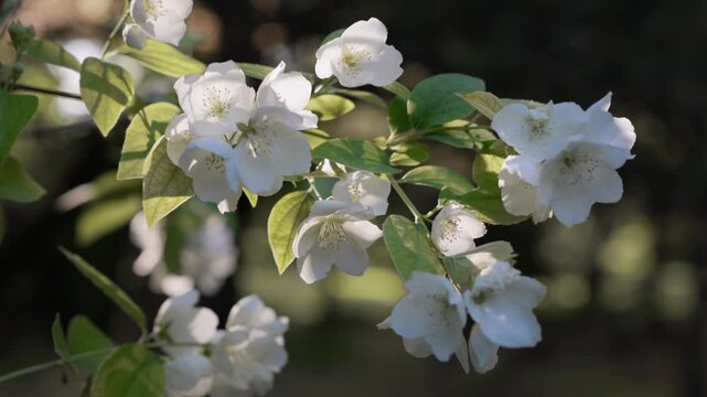 White jasmine flowers blooming on a leafy branch and moving gently in a light breeze. Spring flowering plant illuminated by natural sunlight with soft bokeh background