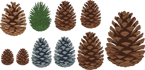 vector illustration of pine cones © riham