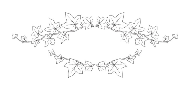 Decorative ivy vine border with leaves in a style