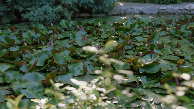 Green water lily leaves covering the surface of a calm pond in a landscaped garden. Peaceful waterscape with aquatic plants, reflections and soft natural light creating an impressionistic atmosphere