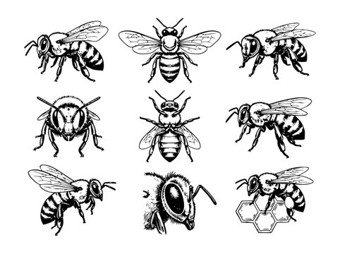 Set of insect vector icons collection with butterflies bees ants spiders dragonflies beetles and bugs nature illustration seamless pattern design