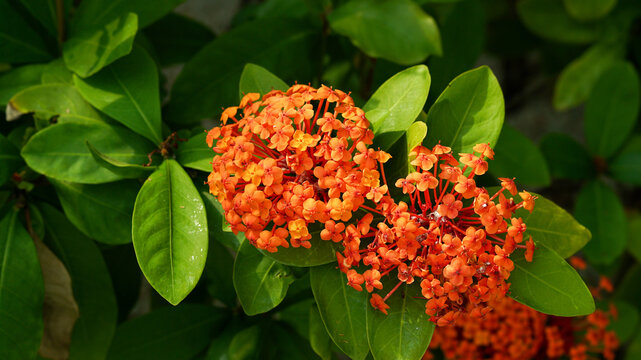 Vibrant Orange Ixora Flowers Blooming on Green Foliage