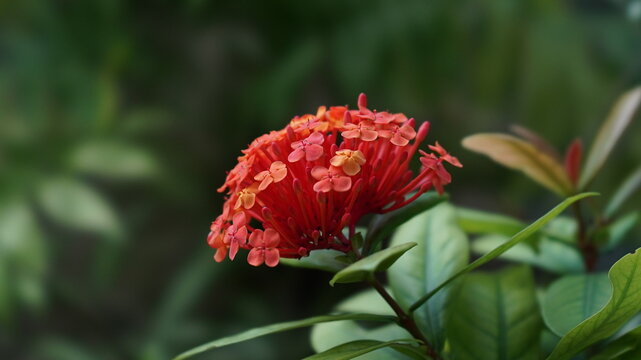 Beautiful Red Ixora Flowers Blooming in the Garden