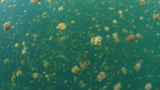 Hordes of Golden jellyfish, Mastigias papua etpisoni, aggregate in Palau's famed Jellyfish Lake. This remote and beautiful marine lake is one of the unique places to snorkel on planet Earth.