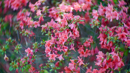 Obraz premium Beautiful Pink Azalea Flowers Blooming in Spring Garden