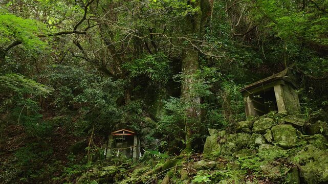 鮮やかな新緑の青もみじが広がる森の斜面にひっそりと佇む小さな古い石祠（佐賀県）