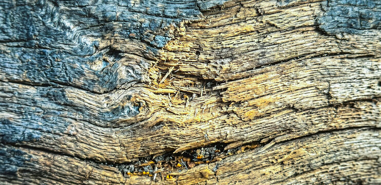 Close-up of textured wood surface, showcasing intricate natural patterns and colors. The grain and roughness create an organic, rustic appearance.