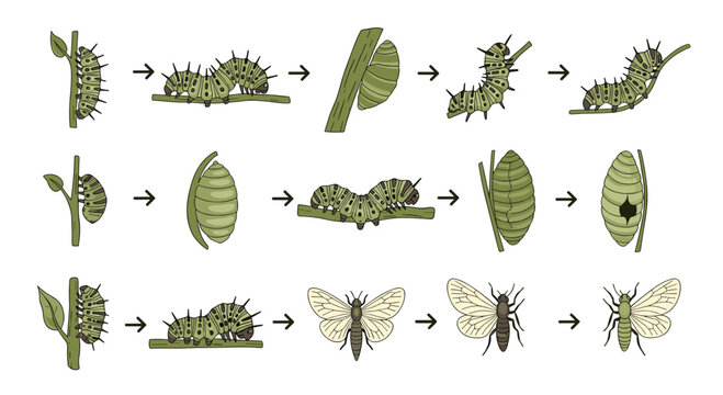 Life cycle of a moth or butterfly showing transformation from caterpillar to pupa and adult stage for biology education.