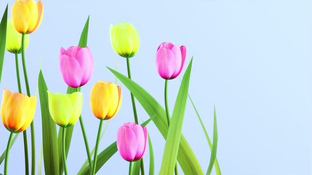 Colorful tulips swaying in wind and blooming on soft blue background, horizontal spring floral video with pink yellow orange tulips and green leaves for easter and mothers day branding