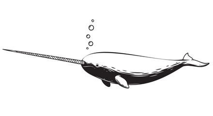 Whale, narwhal, black and white, vector illustration, ocean animal, sea creature © Uttom Kumar