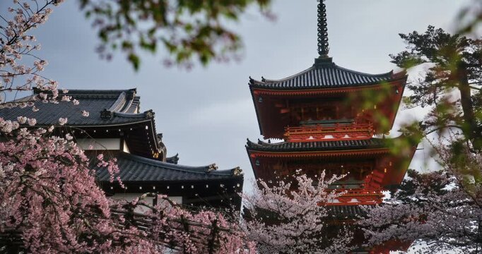 Low shot of ancient Japanese temple and beautiful spring cherry blossom trees in the morning