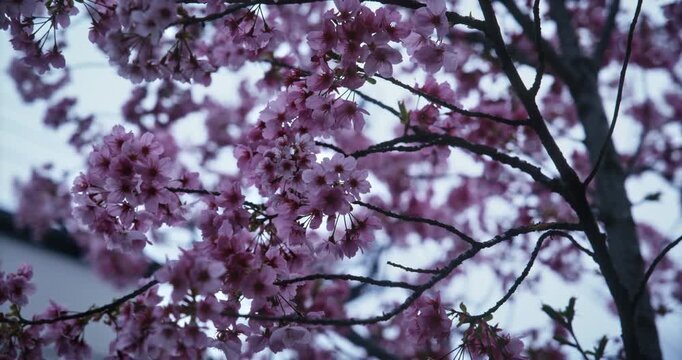 Spring cherry blossoms at dusk - closeup, steady cam shot
