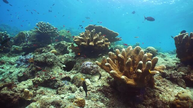 Soft and hard corals. Underwater fish garden reef. Reef coral scene. Sipadan, Malaysia.