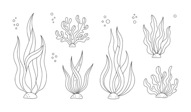 Hand drawn underwater plants and bubbles simple line seaweed kelp coral ocean