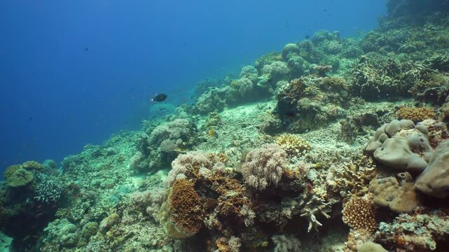Reef Coral Tropical Garden. Tropical underwater sea fish. Colourful tropical coral reef. Sipadan, Malaysia.