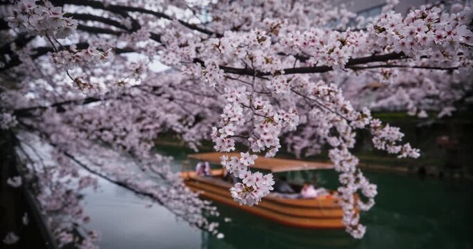 Beautiful Japanese cherry blossoms on tree near stream with boat floating by - cinematic slow motion