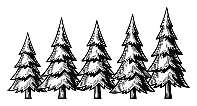 Stylized black and white of a row of pine trees
