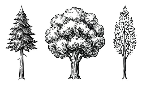 Vintage engraving style of three different trees