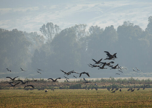 Flock of common cranes flying over green field during migration season in Israel
