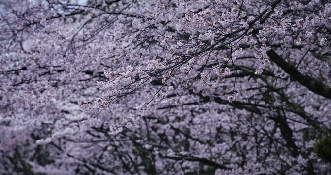 Majestic spring cherry blossom trees in Japan