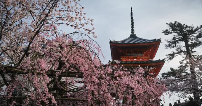Sunrise glow on spring cherry blossom trees and ancient Japanese temple - tracking shot