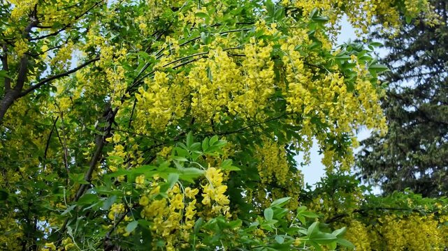 Bottom view of the bright yellow inflorescences of a blooming Laburnum tree swaying in the wind