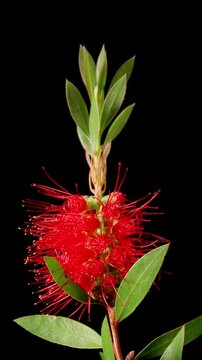 Beautiful time lapse of a flower blooming. Vertical video.