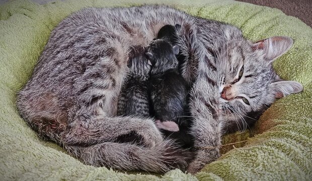 Gata reci&eacute;n parida y gatitos
