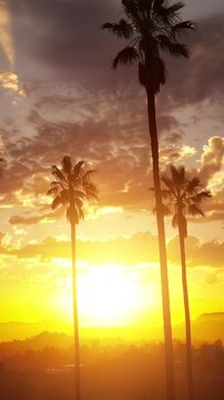 Aerial shot of dramatic clouds and the setting sun behind a row of palm trees. Los Angeles California. Vertical Video.