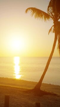 Aerial shot of palm trees and ocean at dawn in Key West Florida. Vertical video.