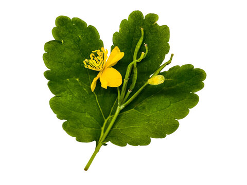 Top view macro of medicinal celandine plant with blooming flower, concept of herbal pharmacology, homeopathy and organic beauty.

