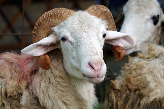 A group of horned sacrificial rams with price tags and a red ribbon for Islamic Eid al Adha. Domestic sheep standing by a tree at a traditional livestock market preparing for the qurban ritual.