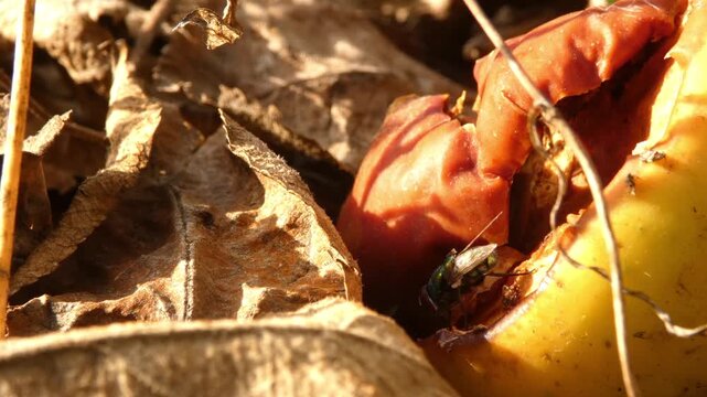 Blowfly insect hiding inside cavity of rotten apple on dry autumn leaves as concept of transience, wide shot, camera pan, backlit low key lighting. Cycle of Nature and Fragile Ecosystem.