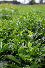 Fototapeta premium Freshly grown organic green tea plant in the morning light