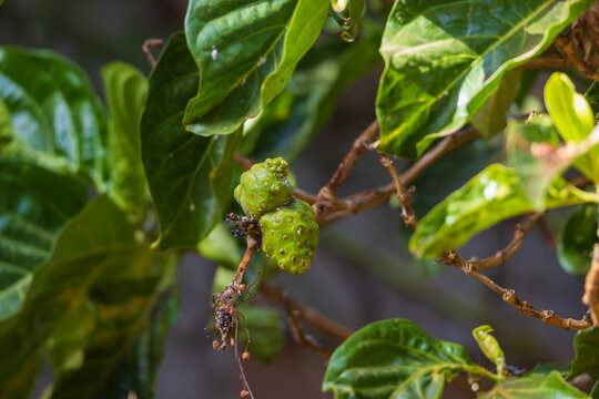 Exotic green noni fruit ripening on a branch in tropical wellness garden