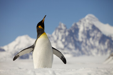 Obraz premium King Penguin stretching in front of the mountains of South Georgia Island