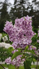 Obraz premium pink lilac flowers