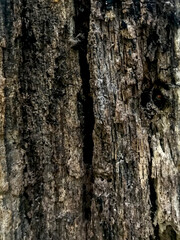 Obraz premium Natural old tree bark texture background, tree skin pattern, tree bark texture material.
