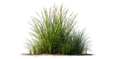 Cut out green grass field transparent backgrounds png file © Design Zone