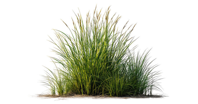 Cut out green grass field transparent backgrounds png file