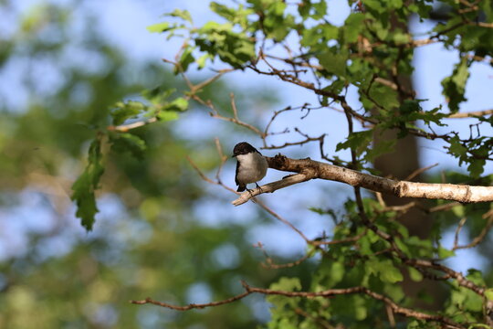 the male pied flycatcher (Ficedula hypoleuca)