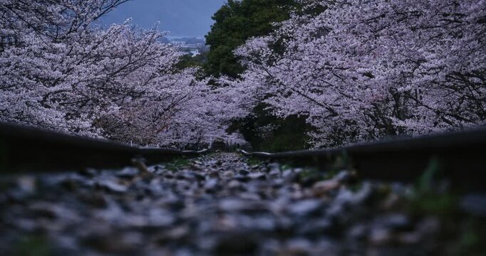 Low shot between tracks with view of beautiful cherry blossom trees in Japan