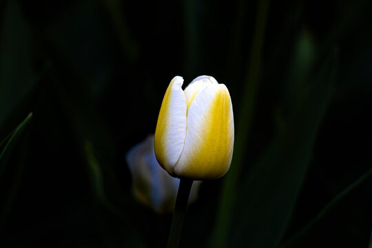 tulipe en &eacute;closion au printemps