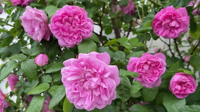 Rose bush attractive pink roses flowers.