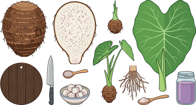 Taro Root Vector Element Set with Whole and Cut Tubers Green Leaves Roots Wooden Cutting Board Kitchen Knife and Purple Paste Glass Jar