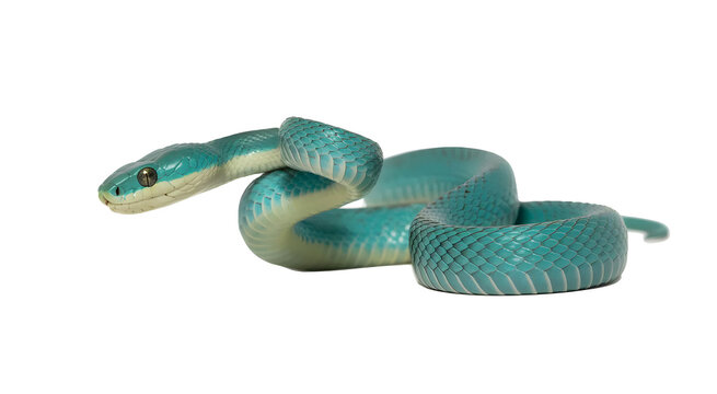 Vibrant blue pit viper snake slithering isolated on white background